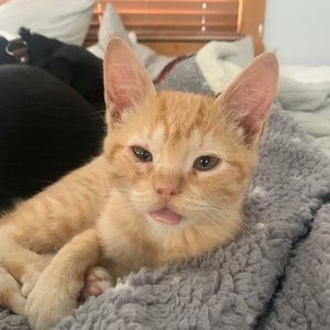 Meet your Posher, Nicole